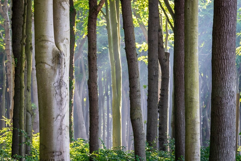 Vertical Landscapes